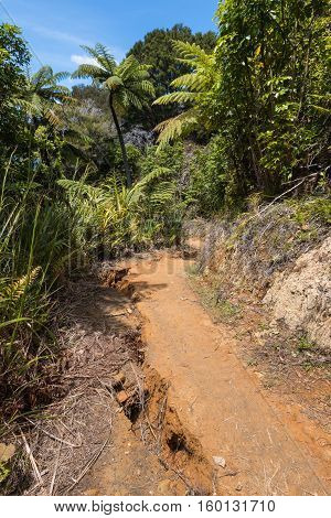 soil liquefaction and landslide in New Zealand rainforest after earthquake
