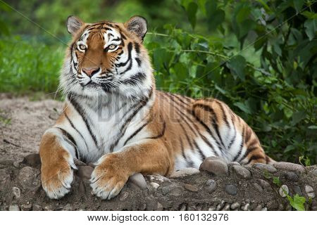 Siberian tiger (Panthera tigris altaica), also known as the Amur tiger.