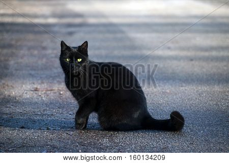 Black cat sits on the street and looks with her green-yellow eyes to the camera copy space