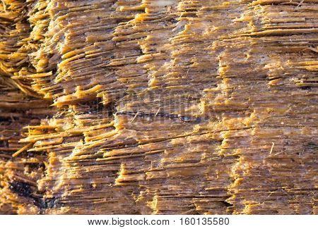 Wood texture with broken ends under sun. Old tree closeup. Timber structure in warm beige and brown. Natural backdrop. Sawmill product. Timber mill tree cut. Timber texture close-up photo. Rough tree