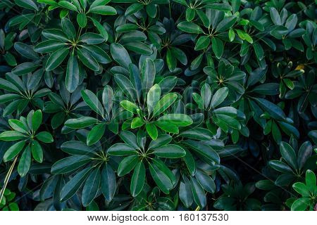 Background Green Texture, Nature Leaf Tree