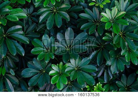 Background Green Texture, Nature Leaf Tree