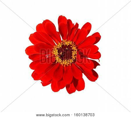 Bright red flower zinnia isolated on white background