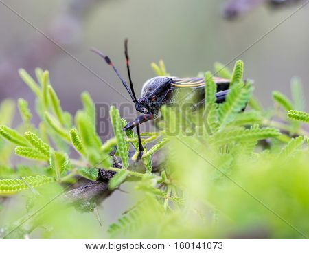 Deadly kissing bug Mexico. Blood sucker,  infection is known as Chagas disease. Bugs infected with the parasite Trypanosoma cruzi are extremely dangerous to humans and can cause eventual death.