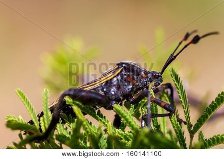 Deadly kissing bug Mexico. Blood sucker,  infection is known as Chagas disease. Bugs infected with the parasite Trypanosoma cruzi are extremely dangerous to humans and can cause eventual death.