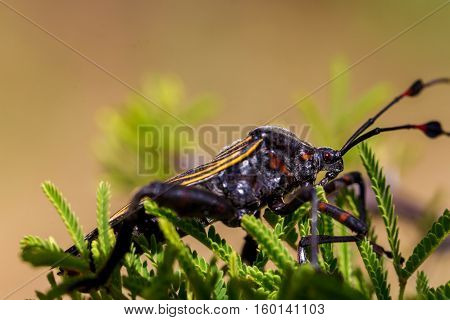 Deadly kissing bug Mexico. Blood sucker,  infection is known as Chagas disease. Bugs infected with the parasite Trypanosoma cruzi are extremely dangerous to humans and can cause eventual death.