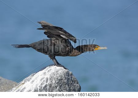 Double-crested Cormorant Preparing To Take Flight - Florida