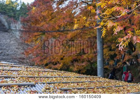Autumn Foliage With Roof House Background In Korankei, Aichi, Japan