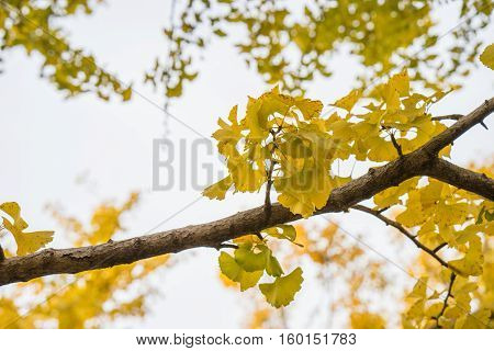 Colorful Yellow Ginko Leaves Branch Tree In Showa Kinen Park, Tokyo, Japan