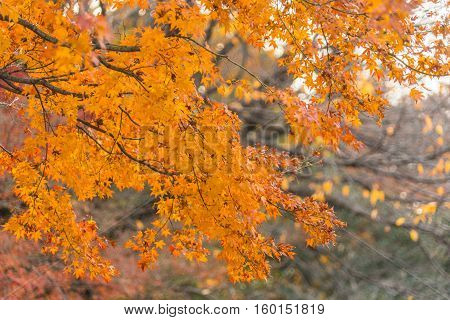 Colorful Red Maple Leaves Branch Tree In Showa Kinen Park, Tokyo, Japan.