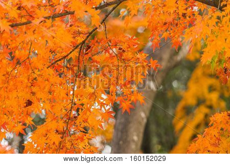 Colorful Red Maple Leaves Branch Tree In Showa Kinen Park, Tokyo, Japan.