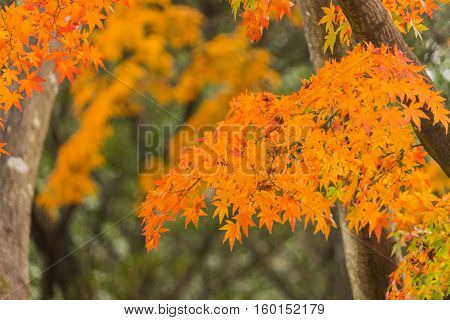 Colorful Red Maple Leaves Branch Tree In Showa Kinen Park, Tokyo, Japan.