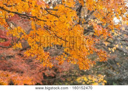 Colorful Red Maple Leaves Branch Tree In Showa Kinen Park, Tokyo, Japan.