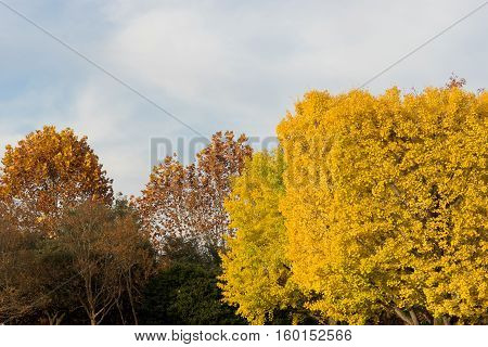 Colorful Yellow Ginko Leaves Branch Tree In Showa Kinen Park, Tokyo, Japan