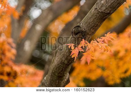 Colorful Red Maple Leaves Branch Tree In Showa Kinen Park, Tokyo, Japan.
