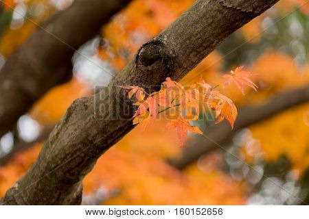 Colorful Red Maple Leaves Branch Tree In Showa Kinen Park, Tokyo, Japan.