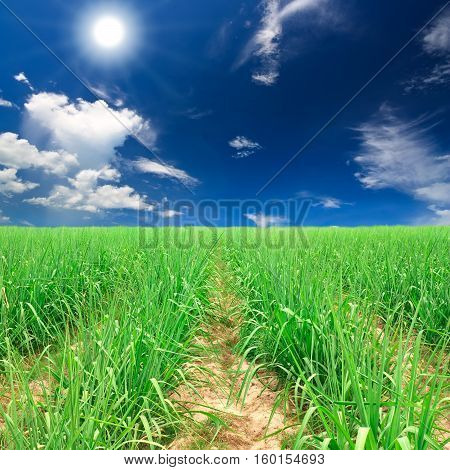 beautiful landscape sugar cane farm and field plentifully with sun and sunlight on blue sky and white cloud at kanchanaburi