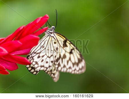 Paper Kite or Large Tree Nymph butterfly - Idea leuconoe