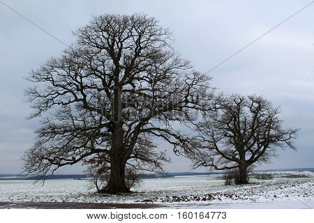 Winter landscape / Winter landscape with a lone oak