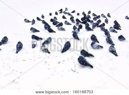 Pigeons flock on bright white snow at a park