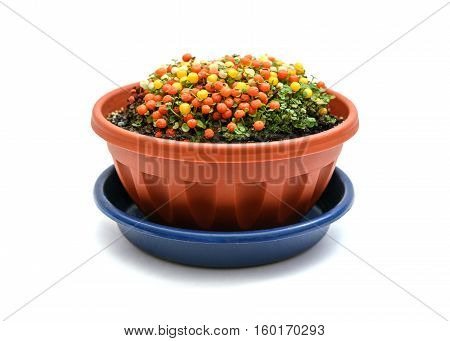Nertera plant in flowerpot isolated on white background