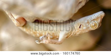 Fan-fingered Gecko (Ptyodactylus guttatus) hanging upside down. Judean Desert, Israel