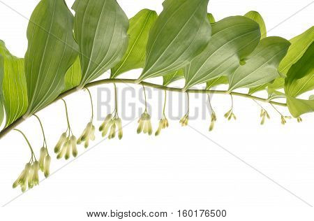 David's Harp Or Solomon's Seal