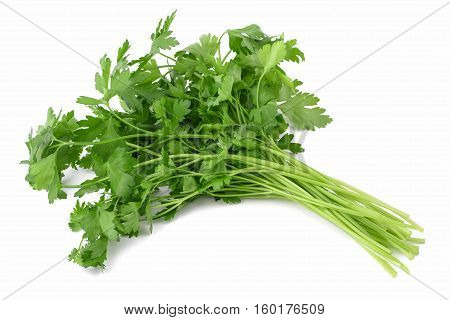 Fresh Parsley Bunch