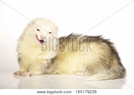 Smiling ferret on white background posing for portrait in studio