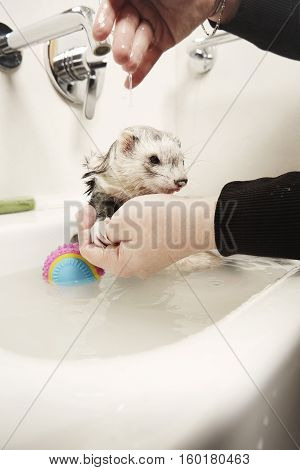 Young ferret female enjoying bath in bathroom
