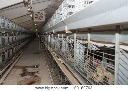 a lot of little chickens on agricultural farm