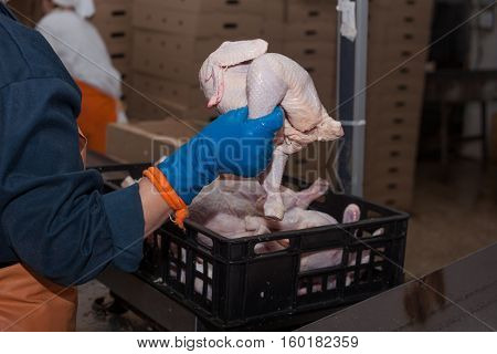 poultry processing in food industry. meat production.