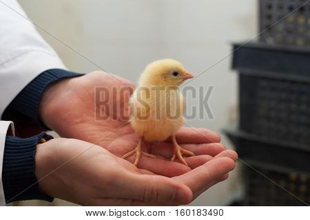 farmer holding a small chicken on his farm