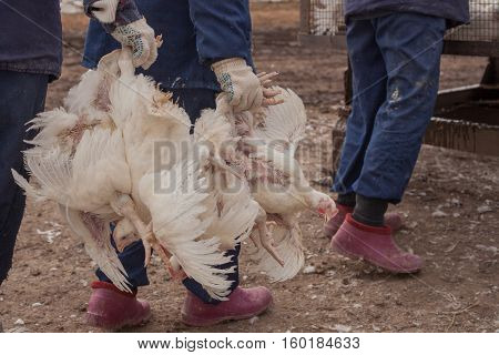 factory for the production of food products from chicken. cycle production process.