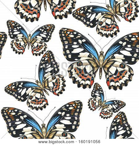 Sky butterfly in a wildlife pattern  by watercolor style isolated. Wild freedom, butterfly with a flying wings. Aquarelle butterfly for background, texture, pattern, frame, border or tattoo.