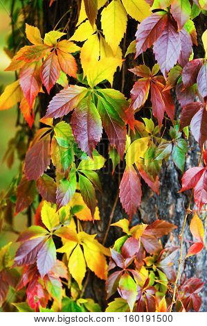 Beautiful autumn foliage. Virginia creeper leaves background. Colorful autumnal foliage over blurred background. Vertical shot.