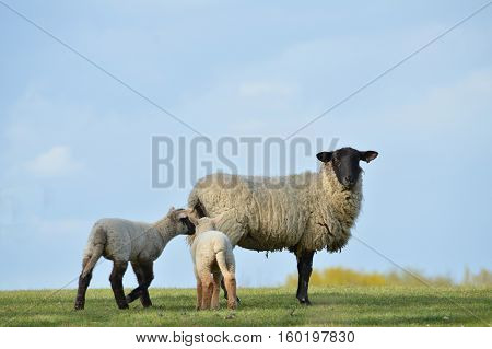 Ewe and Lambs in the spring sunshine
