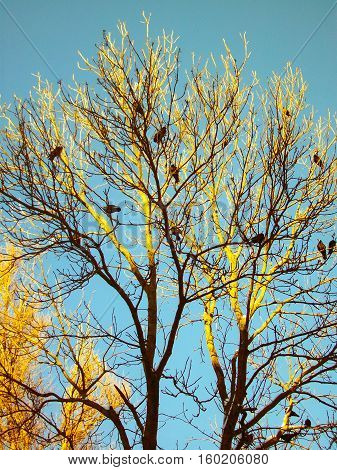 black crows bask in the tree on the top of the tree in the sun