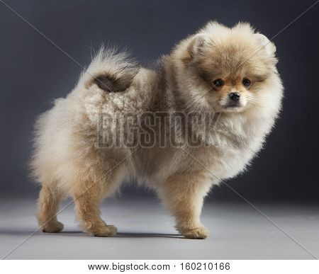 a pretty pomerania puppy posing for photo