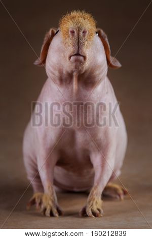 beautiful guinean pig skinny with red hair