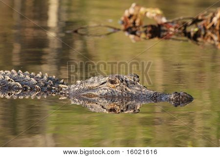 American Alligator swimming in the Suwannee River