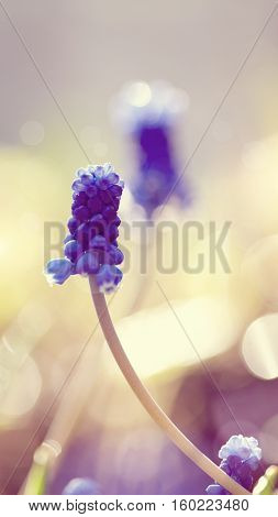 Blue spring flower of a muskari in the morning