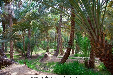 Palm garden in the Al Ain oasis                           