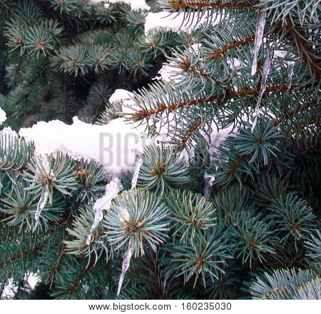 fluffy blue spruce branch in the snow