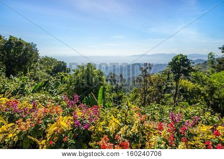 Flower bed forest mountain and blue sky background