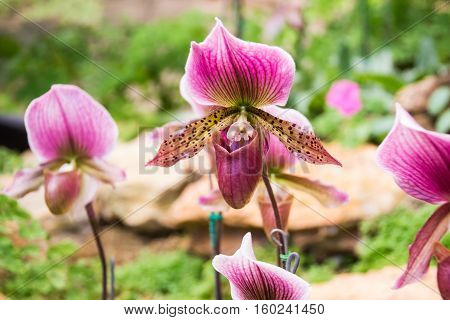Closed up Paphiopedilum orchid in Doi Tung Chiang Rai Thailand