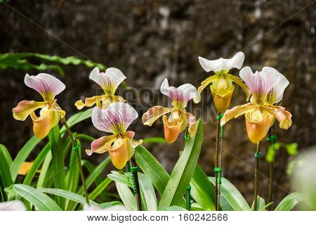 Closed up Paphiopedilum orchid in Doi Tung Chiang Rai Thailand