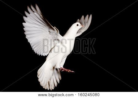 white dove of peace flying on a black background, pigeon, mail, good news, peace