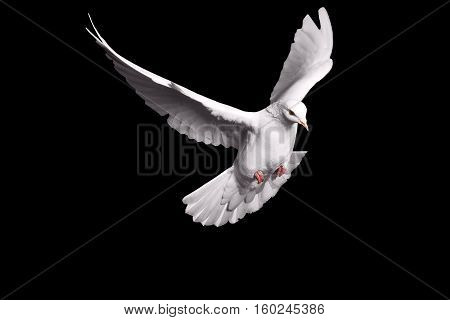 white dove flying on black background for freedom concept in clipping path, international day of peace 2017, pigeon, mail, good news, peace