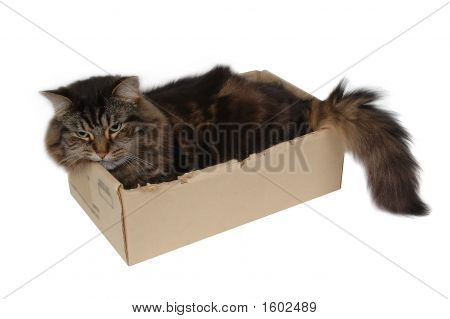 猫のボックス